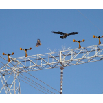 Bird Spikes Bird Repellent | Bird repellers στο  SECURETECH