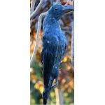 Ομοίωμα Νεκρού Κορακιού για Απώθηση Πτηνών – Ρεαλιστικό και Αποτελεσματικό | Απωθητικά Πουλιών στο  SECURETECH