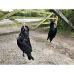 Ομοίωμα Νεκρού Κορακιού για Απώθηση Πτηνών – Ρεαλιστικό και Αποτελεσματικό | Απωθητικά Πουλιών στο  SECURETECH