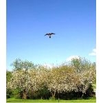 Πτυσσόμενο κοντάρι απωθητικού αετού | Απωθητικά Πουλιών στο  SECURETECH