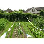 Bird Holographic Repellent Tape 110m | Bird repellers στο  SECURETECH