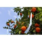 Bird Holographic Repellent Tape 110m | Bird repellers στο  SECURETECH