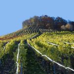 Bird Holographic Repellent Tape 110m | Bird repellers στο  SECURETECH