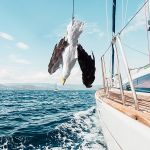 Απωθητικό ομοίωμα απώθησης γλάρων | Bird repellers στο  SECURETECH