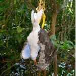 Απωθητικό ομοίωμα απώθησης γλάρων | Bird repellers στο  SECURETECH