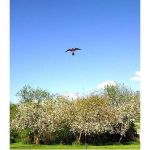 Flying Bird Repeller Eagle set | Bird repellers στο  SECURETECH