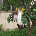 Απωθητικό ομοίωμα απώθησης γλάρων | Bird repellers στο  SECURETECH