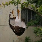 Απωθητικό ομοίωμα απώθησης γλάρων | Bird repellers στο  SECURETECH