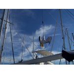 Απωθητικό ομοίωμα απώθησης γλάρων | Bird repellers στο  SECURETECH