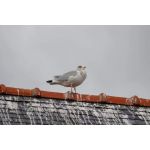 Bird repellent Reflective Scare Rods | Bird repellers στο  SECURETECH