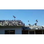 Ηλιακή απωθητική συσκευή υπερήχων πουλιών | Απωθητικά Πουλιών στο  SECURETECH