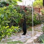 Ομοίωμα Νεκρού Κορακιού για Απώθηση Πτηνών – Ρεαλιστικό και Αποτελεσματικό | Απωθητικά Πουλιών στο  SECURETECH