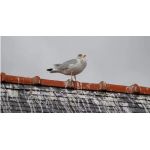 Απωθητικές ακίδες ΚΑΦΕ, ΜΑΥΡΕΣ, ΓΚΡΙ, ΚΕΡΑΜΙΔΙ, ΠΡΑΣΙΝΕΣ, ΑΣΠΡΕΣ | Απωθητικά Πουλιών στο  SECURETECH