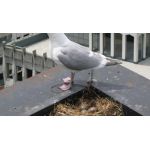 Bird repellent Reflective Scare Rods | Bird repellers στο  SECURETECH