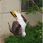 Απωθητικό ομοίωμα απώθησης γλάρων | Bird repellers στο  SECURETECH