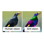 Bird Holographic Repellent Tape 110m | Bird repellers στο  SECURETECH