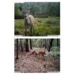 Κάμερα Παραλλαγής MMS | Προστασία χώρων στο  SECURETECH