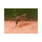 Mosquito-Away  Repeller | Insect Repellers στο  SECURETECH