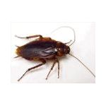 Duo Pro-Pestrepeller | Rodent Repellers στο  SECURETECH