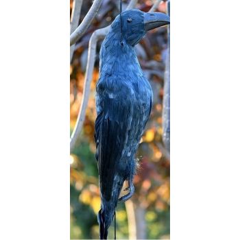 Ομοίωμα Νεκρού Κορακιού για Απώθηση Πτηνών – Ρεαλιστικό και Αποτελεσματικό | Απωθητικά Πουλιών στο  SECURETECH