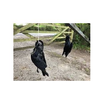 Ομοίωμα Νεκρού Κορακιού για Απώθηση Πτηνών – Ρεαλιστικό και Αποτελεσματικό | Απωθητικά Πουλιών στο  SECURETECH