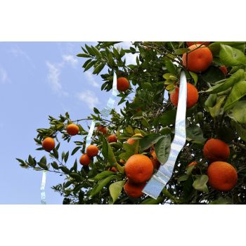 Ιριδίζουσα Ταινια απώθησης πουλιών 110 μέτρα | Απωθητικά Πουλιών στο  SECURETECH