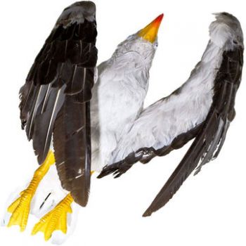 Απωθητικό ομοίωμα απώθησης γλάρων | Απωθητικά Πουλιών στο  SECURETECH