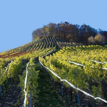 Ιριδίζουσα Ταινια απώθησης πουλιών 110 μέτρα | Απωθητικά Πουλιών στο  SECURETECH