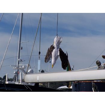 Απωθητικό ομοίωμα απώθησης γλάρων | Απωθητικά Πουλιών στο  SECURETECH