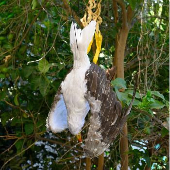 Απωθητικό ομοίωμα απώθησης γλάρων | Απωθητικά Πουλιών στο  SECURETECH
