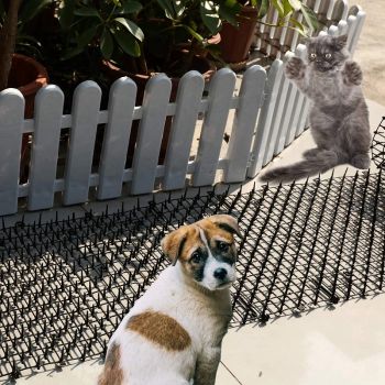 Απωθητικό Πλεγμα Δίχτυ απώθησης γάτας σκύλου | Dog Cat Repellers στο  SECURETECH