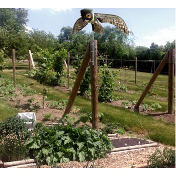 Κουκουβάγια σκιάχτρο κινούμενη για απώθηση πτηνών | Απωθητικά Πουλιών στο  SECURETECH