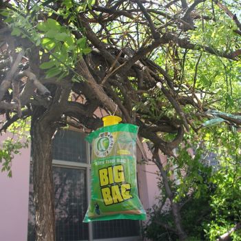 Μυγοπαγίδα με δόλωμα | Απωθητικά Εντόμων στο  SECURETECH