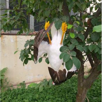 Απωθητικό ομοίωμα απώθησης γλάρων | Απωθητικά Πουλιών στο  SECURETECH