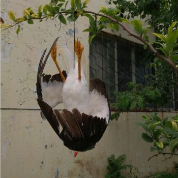 Απωθητικό ομοίωμα απώθησης γλάρων | Απωθητικά Πουλιών στο  SECURETECH