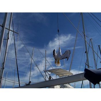 Απωθητικό ομοίωμα απώθησης γλάρων | Απωθητικά Πουλιών στο  SECURETECH