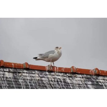 Bird Repeller Ultrasonic | Bird repellers στο  SECURETECH