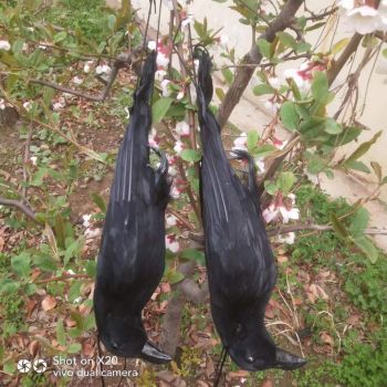 Ομοίωμα Νεκρού Κορακιού για Απώθηση Πτηνών – Ρεαλιστικό και Αποτελεσματικό | Απωθητικά Πουλιών στο  SECURETECH