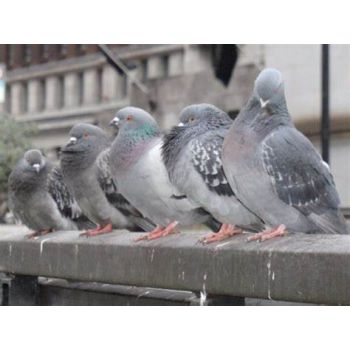 Bird Repeller Ultrasonic | Bird repellers στο  SECURETECH