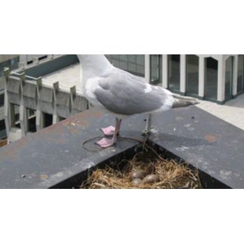 Bird Repeller Ultrasonic | Bird repellers στο  SECURETECH