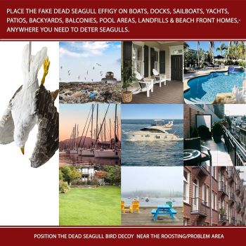 Απωθητικό ομοίωμα απώθησης γλάρων | Απωθητικά Πουλιών στο  SECURETECH